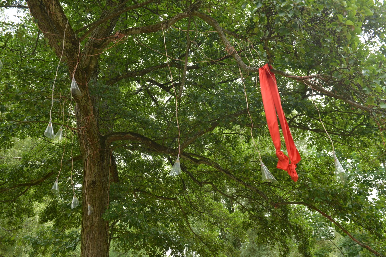 Baum und Leben